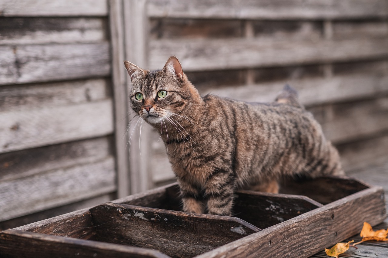 The Unique Characteristics of the Russian Blue Cat